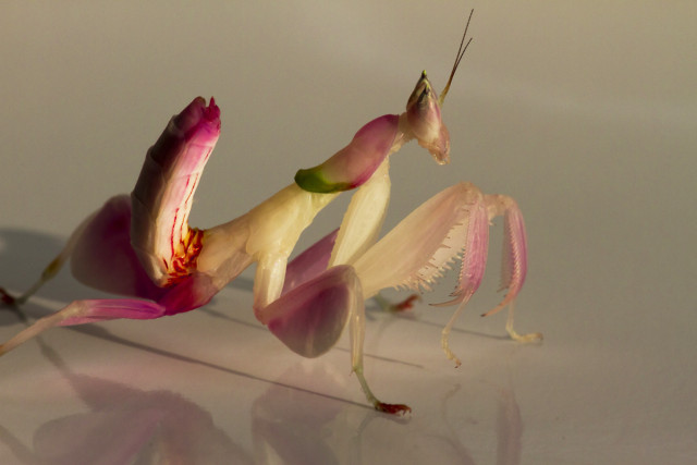 Orchid Mantis' amazing camouflage isn't exactly orchid-like