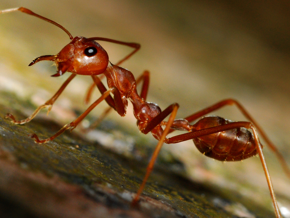 Have a scientific problem? Steal an answer from nature - Ars Technica