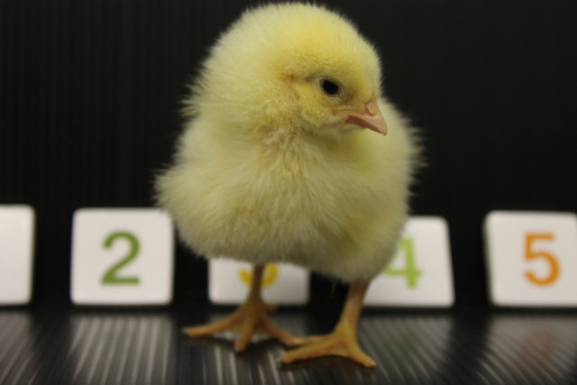 Chick food hunting hints at possible human-like number organization