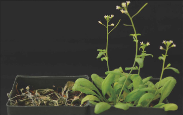 Plants engineered for on-demand drought tolerance