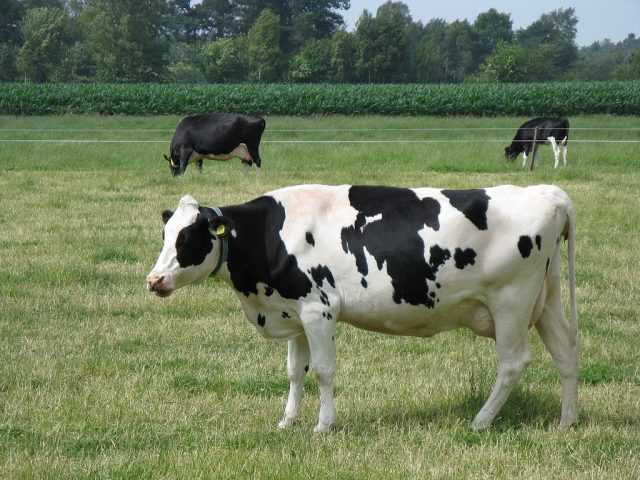 The Internet of Cows: Azurepowered pedometers get dairies mooovin\u2019
Ars Technica