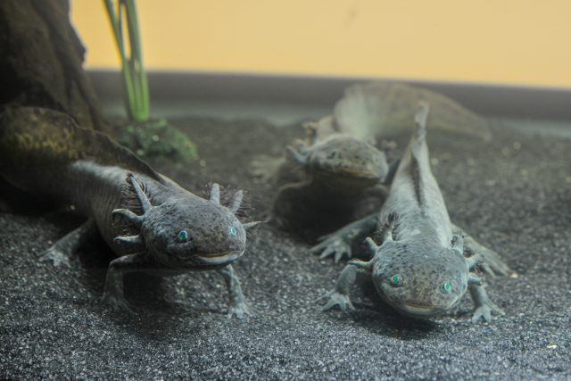 The axolotl, a salamander capable of regenerating lost limbs, was among the creatures on display at an American Museum of Natural History <a href="https://arstechnica.com/science/2015/04/extremophiles-arent-just-bacteria/">exhibit on extremophiles</a> in recent years.