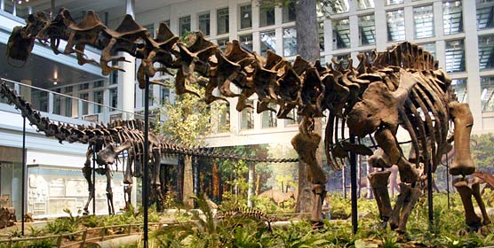 This is currently labeled an <em>Apatosaurus</em>, but, if the new analysis sticks, many museums may need to revisit their labeling.