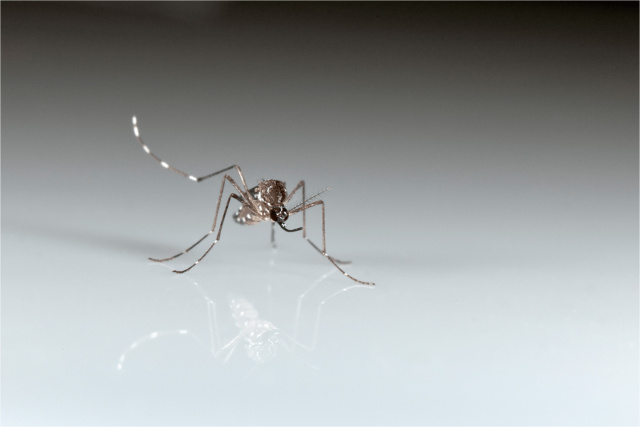 If you’re a mosquito magnet, blame your parents