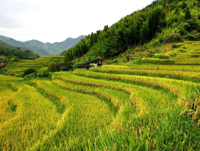 Genetically modified rice makes more food, less greenhouse gas