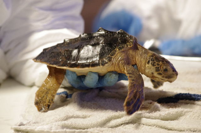 Images from immediate aftermath of the Deepwater Horizon oil spill ...