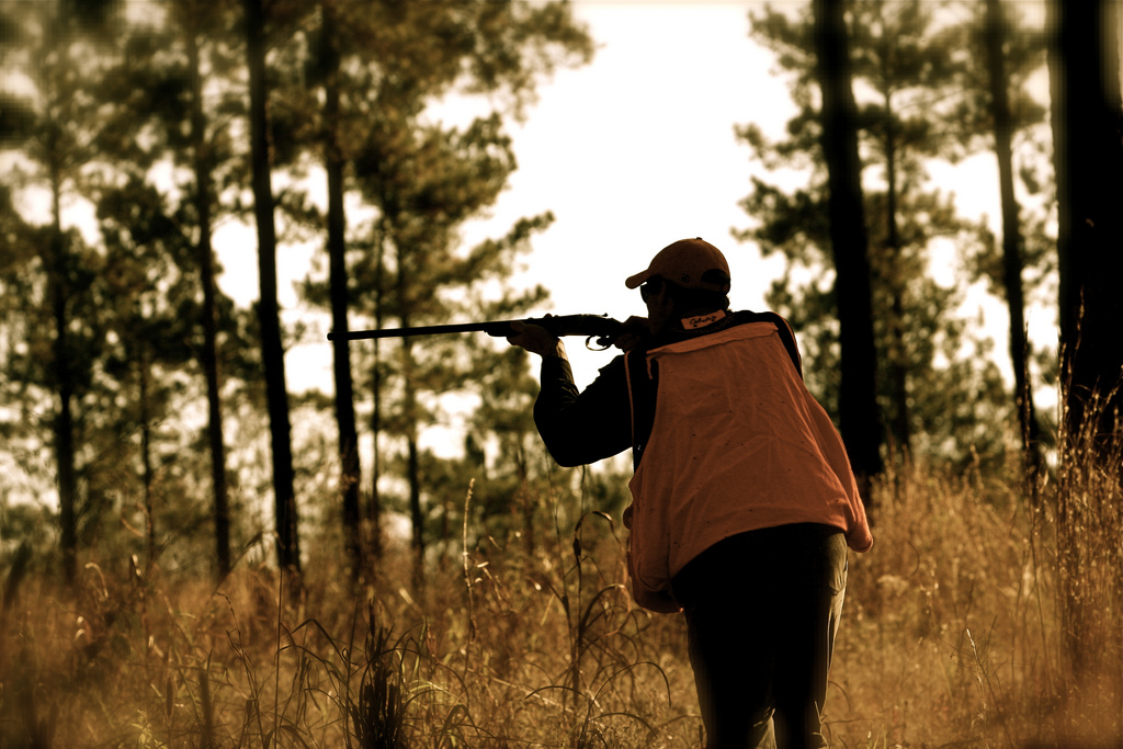 Our unsustainable habit of hunting and fishing only for adult animals | Ars Technica Our unsustainable habit of hunting and fishing only for adult animals | Ars Technica