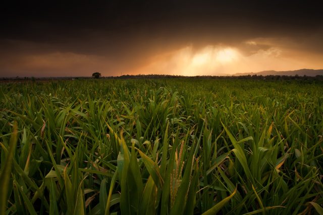 Scotland Will Ban The Growing Of Gm Crops Ars Technica