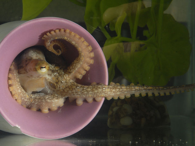 A California two-spot octopus, at home in the lab.