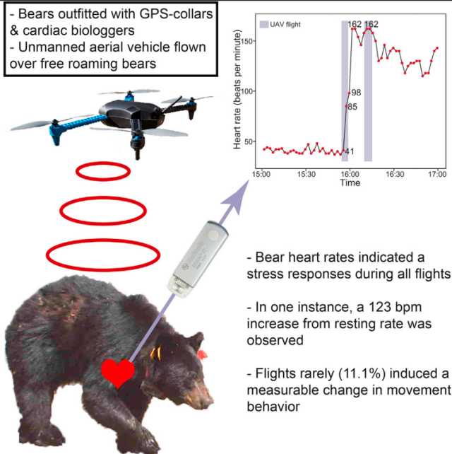 Drones used to monitor bears send their heart rates through the roof