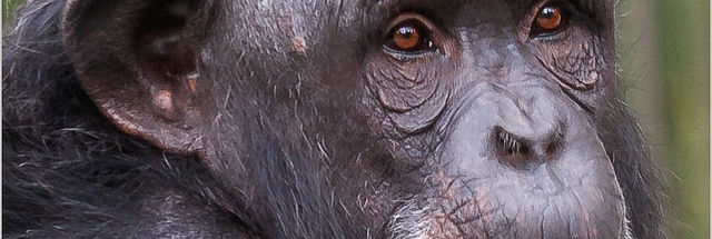 No habeas corpus; chimps are lab “property” | Ars Technica