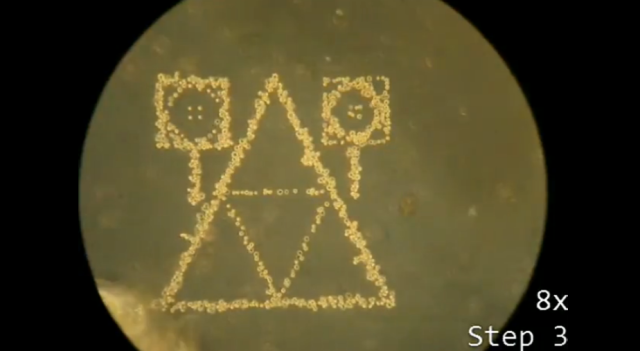 A microscope image showing how cells can be laid down in elaborate patterns by using DNA to link them together.