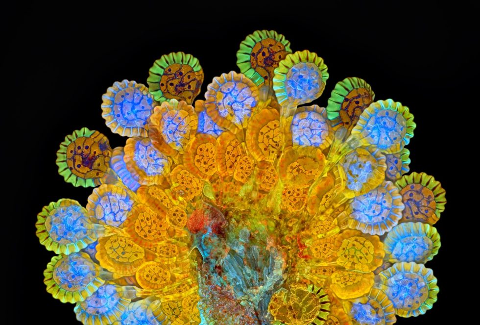 2015 Nikon microscopy contest winners: Science is art | Ars Technica