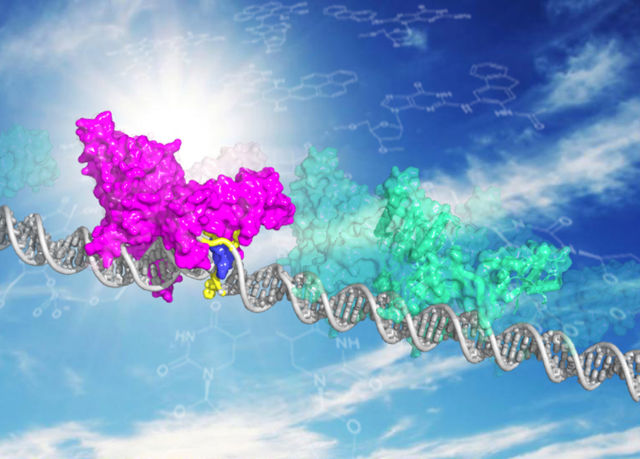 A DNA repair protein shown in two modes, patrolling undamaged DNA (in green) and bound to a DNA damage site (magenta). Once identified, other enzymes are recruited to perform repairs.