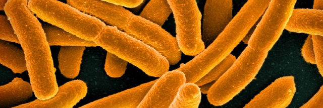 Gene that makes bacteria immune to last-resort antibiotic can spread ...