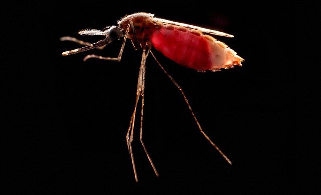 Mutagenic chain reaction could knock malaria out of mosquitoes for good