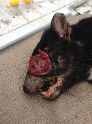 This is a photograph of a Tasmanian devil with facial tumor.