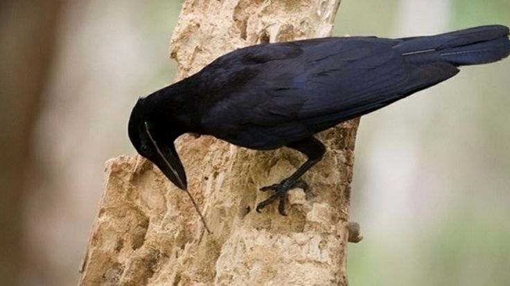 New videos prove crows can make complex tools that only humans have made  before | Ars Technica