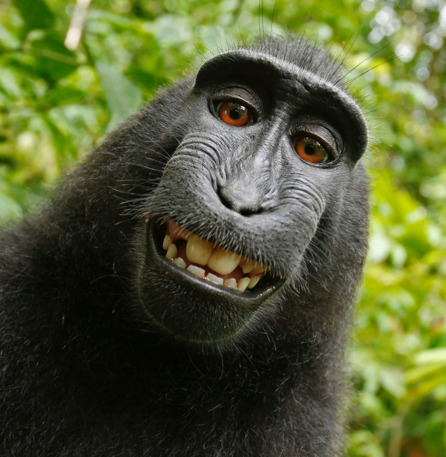 PETA: Your Honor, Naruto really did take those monkey selfies