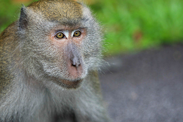 First monkeys engineered to have autism-like symptoms raise hope, caution