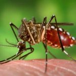 Female Aedes aegypti mosquito as she was in the process of obtaining a "blood meal."