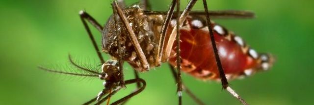 Puerto Rico declares public health emergency as dengue cases rise