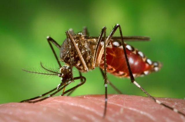 Female Aedes aegypti mosquito as she was in the process of obtaining a