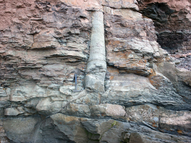 A fossilized lycopsid—a tree-sized relative of club moss—buried by Carboniferous sediment.