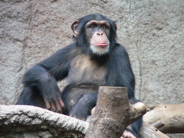 A chimp in Leipzig Zoo contemplates its mutation rate.