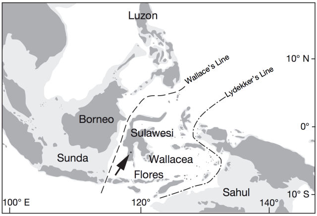 Here you can see the region where the tools were found. Exposed land during periods of low sea level (−120 m) during the Pleistocene is lightly shaded. Talepu Area indicated by an arrow.