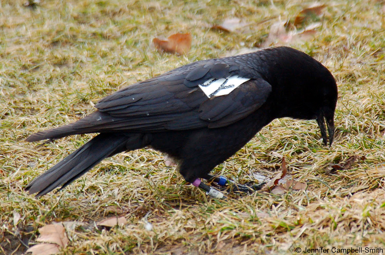 Crows The tailpulling, foodstealing bird prodigies Ars Technica