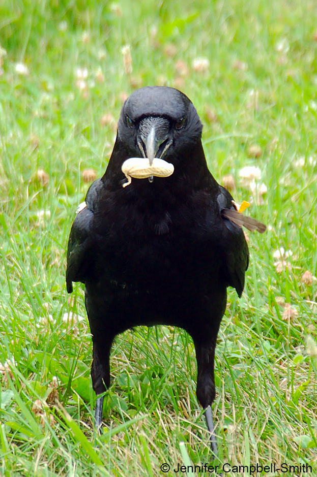 Crows The tail pulling food stealing bird prodigies Ars Technica