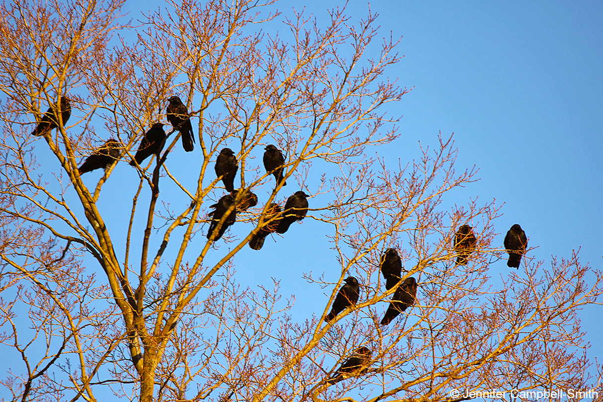 Crows The Tail pulling Food stealing Bird Prodigies Ars Technica