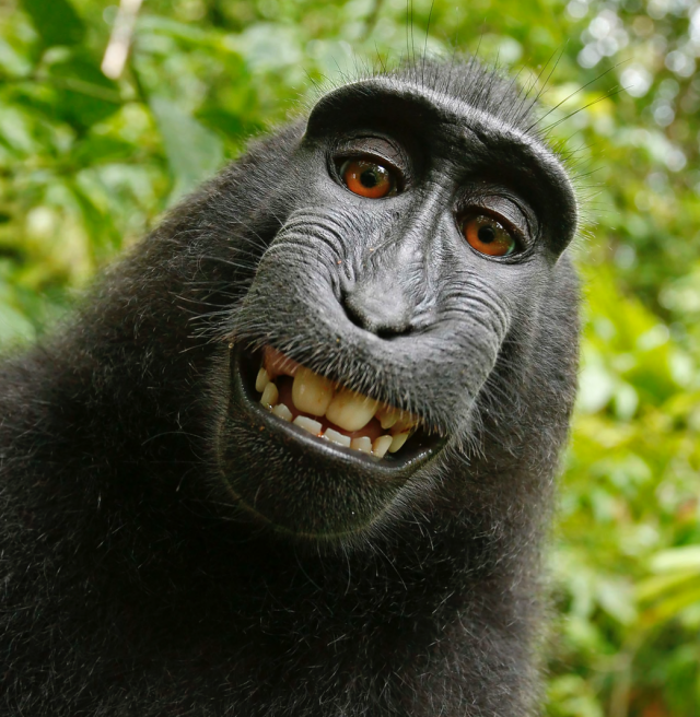 Judge says monkey cannot own copyright to famous selfies