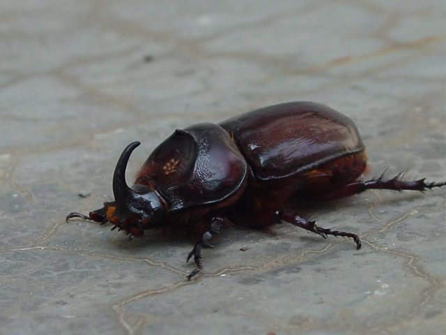 scary-bug-640x480.jpg