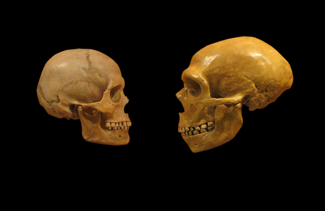 A modern human and Neanderthal skull face off.