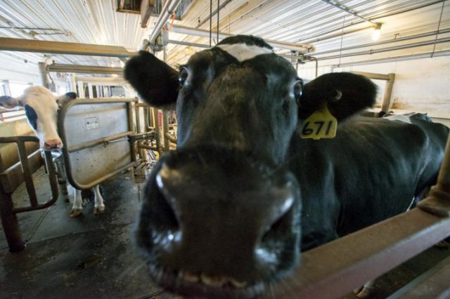This preternaturally adorable cow just finished being milked at the UNH Fairchild Dairy Teaching and Research Center, one of the sites of the research study.