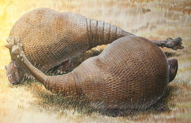 Giant armadillos roamed South America thousands of years ago | Ars Technica