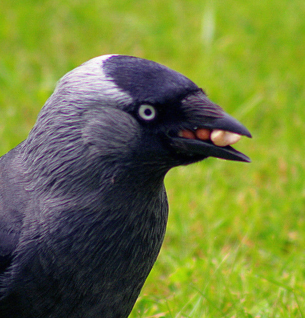 Just look how many seeds this jackdaw has jammed into its beak. Pretty impressive.