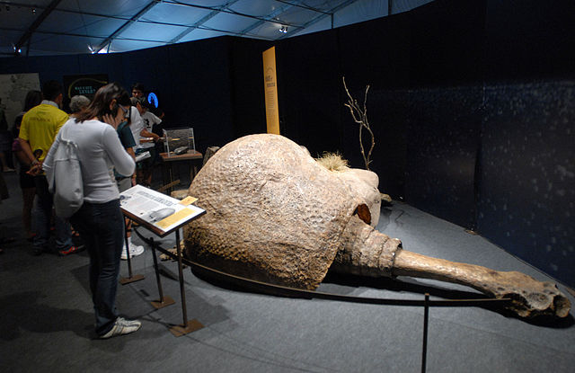 giant armadillo ice age