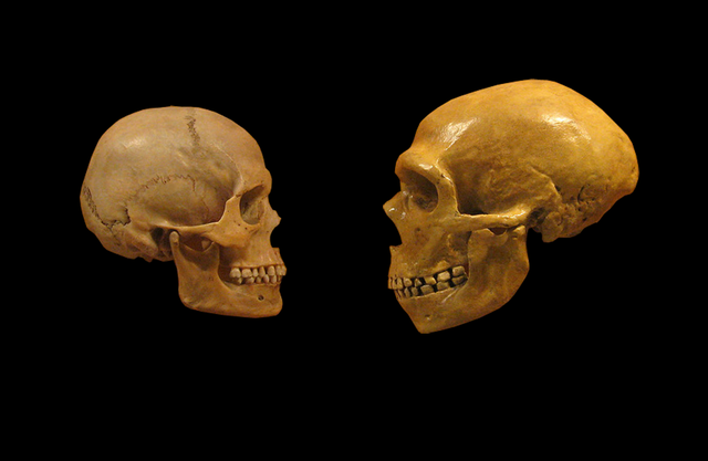 Comparison of modern human and Neanderthal skulls from the Cleveland Museum of Natural History. 