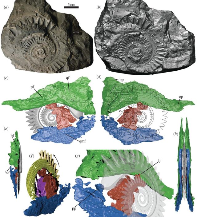 Here you can see the fossils that Tapanila put into the CT scanner, along with the structure they revealed. 