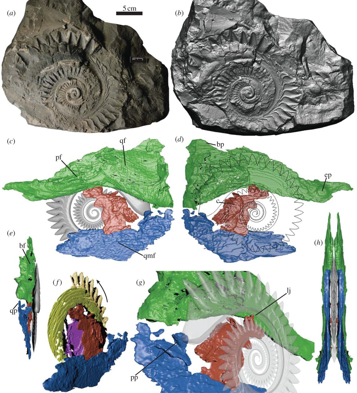  ここでは、タパニラが CT スキャナーに入れた化石と、それが明らかにした構造も見ることができます。 