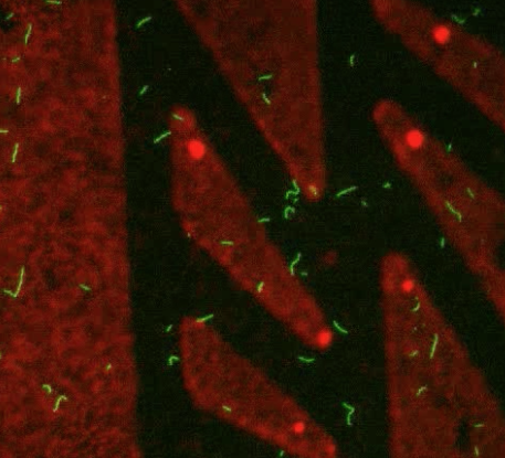 Actin fibers, labeled in green, moving across a collection of myosin.