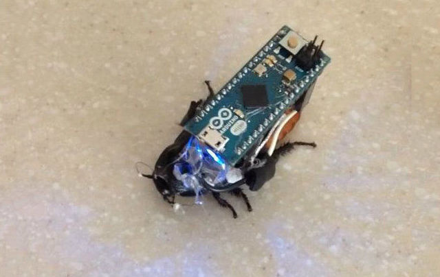 Make your own cyborg cockroach for under $30