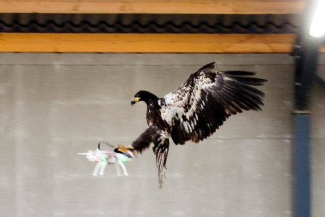 UK, Dutch police may use attack eagles to take down drones