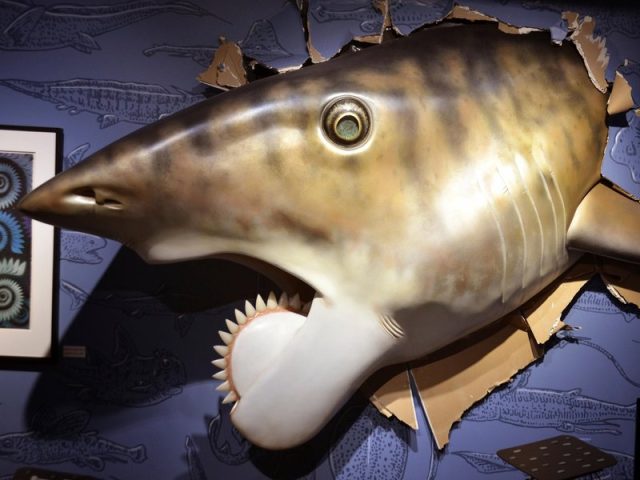 Yes, this prehistoric fish actually had a buzzsaw of spiraling teeth