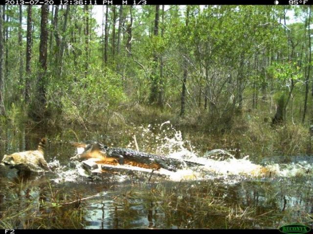 An alligator tries to chomp a raccoon at a Florida research station.