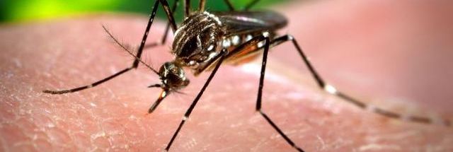 One vaccine to wipe out ALL mosquito-borne diseases? It's in clinical trials