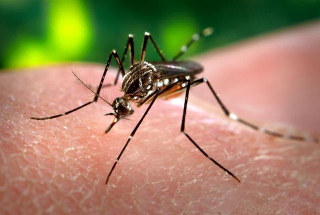 Nearly half of Americans mistakenly think Zika is fatal